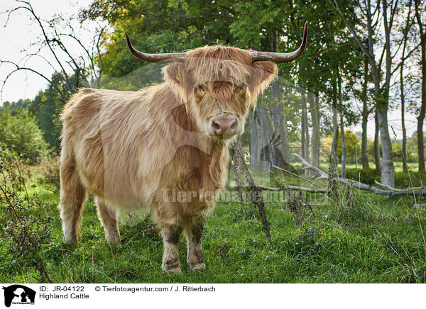 Schottisches Hochlandrind / Highland Cattle / JR-04122