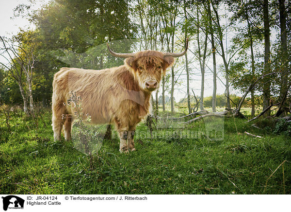 Schottisches Hochlandrind / Highland Cattle / JR-04124