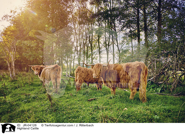 Schottisches Hochlandrind / Highland Cattle / JR-04126