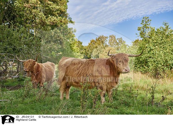 Schottisches Hochlandrind / Highland Cattle / JR-04131