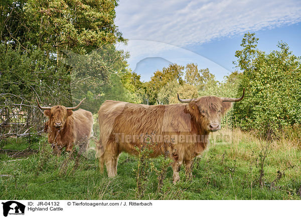 Schottisches Hochlandrind / Highland Cattle / JR-04132
