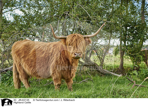 Schottisches Hochlandrind / Highland Cattle / JR-04135
