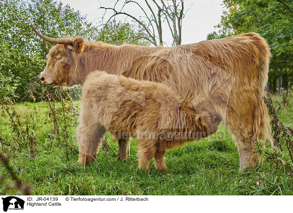 Schottisches Hochlandrind / Highland Cattle / JR-04139