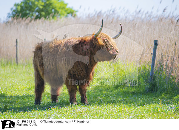 Schottisches Hochlandrind / Highland Cattle / FH-01813