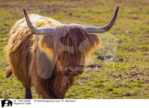 Schottisches Hochlandrind / Highland Cattle / PW-10368