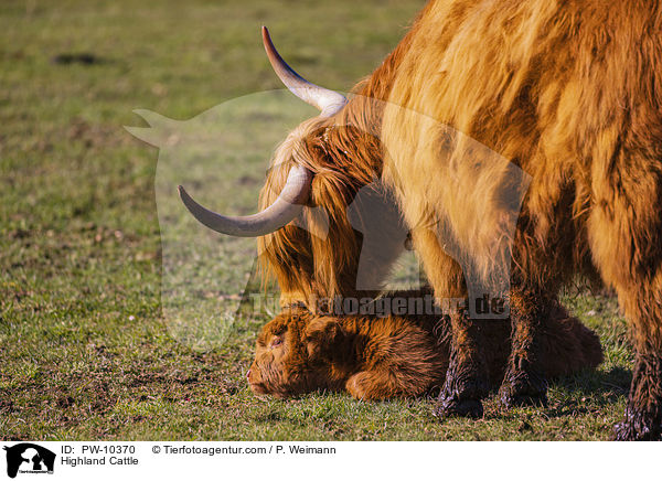 Schottische Hochlandrinder / Highland Cattle / PW-10370