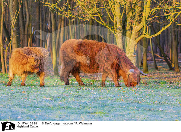 Schottische Hochlandrinder / Highland Cattle / PW-10388