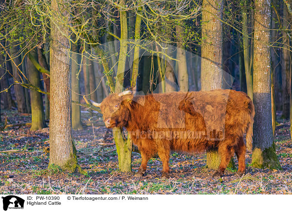 Schottisches Hochlandrind / Highland Cattle / PW-10390