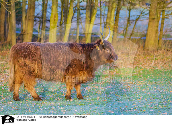 Schottisches Hochlandrind / Highland Cattle / PW-10391