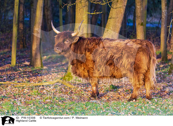 Schottisches Hochlandrind / Highland Cattle / PW-10398