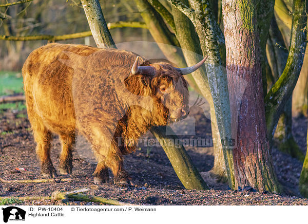 Schottisches Hochlandrind / Highland Cattle / PW-10404