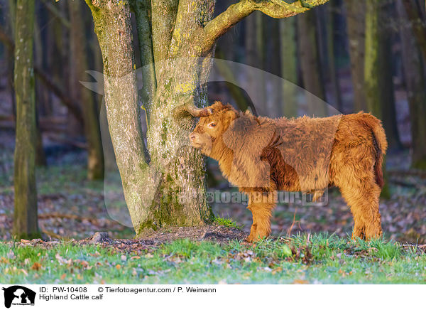 Schottisches Hochlandrind Kalb / Highland Cattle calf / PW-10408