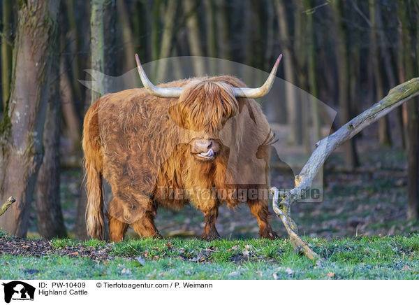 Schottisches Hochlandrind / Highland Cattle / PW-10409