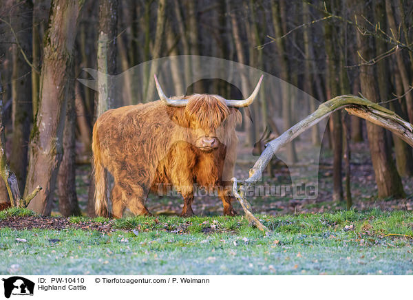 Schottisches Hochlandrind / Highland Cattle / PW-10410