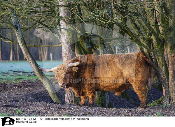 Schottisches Hochlandrind / Highland Cattle / PW-10412