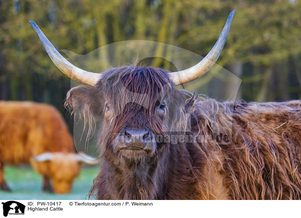 Schottische Hochlandrinder / Highland Cattle / PW-10417
