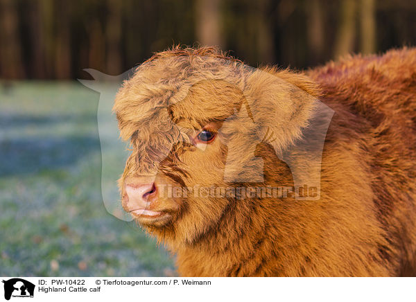 Schottisches Hochlandrind Kalb / Highland Cattle calf / PW-10422