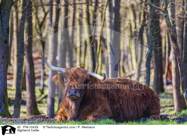 Schottisches Hochlandrind / Highland Cattle / PW-10426