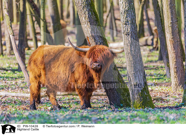 Schottisches Hochlandrind / Highland Cattle / PW-10428