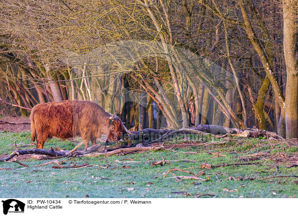 Schottisches Hochlandrind / Highland Cattle / PW-10434