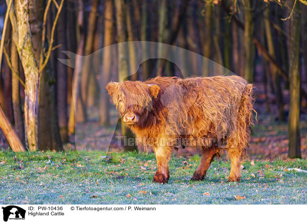 Schottisches Hochlandrind / Highland Cattle / PW-10436