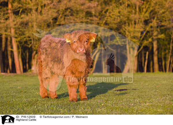 Schottisches Hochlandrind / Highland Cattle / PW-12609
