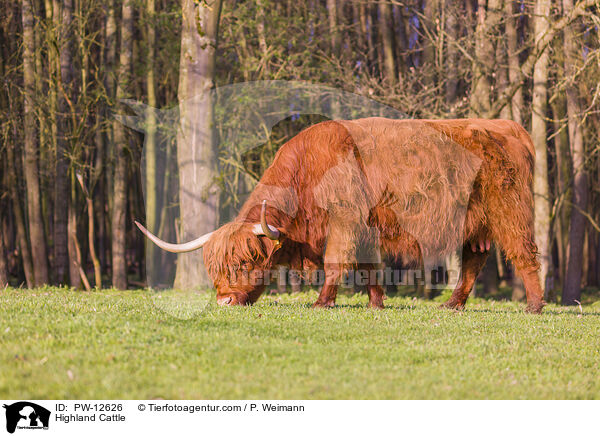 Schottisches Hochlandrind / Highland Cattle / PW-12626