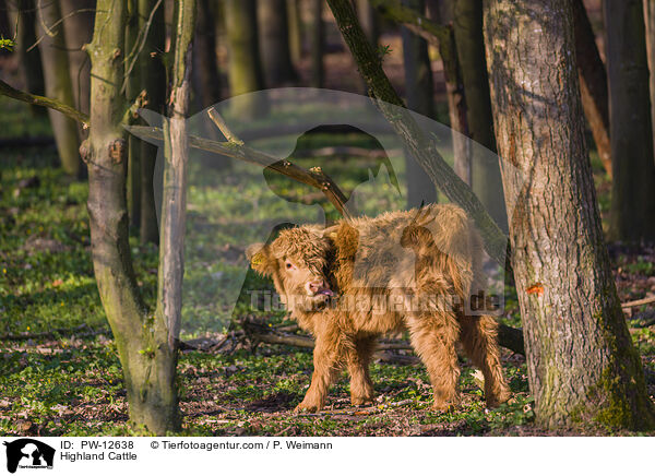 Schottisches Hochlandrind / Highland Cattle / PW-12638