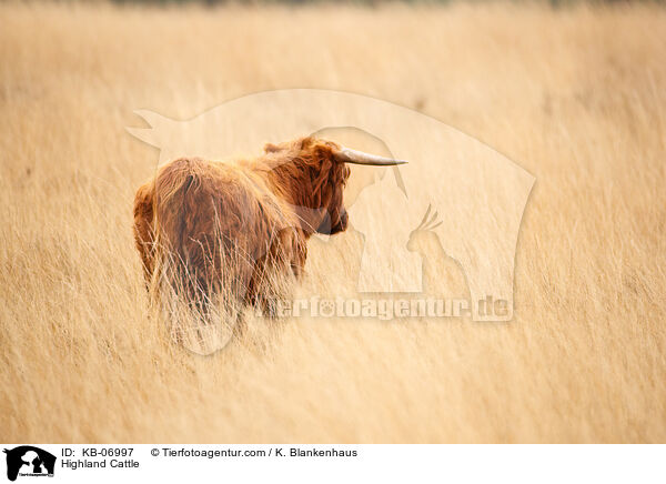 Highland Cattle / KB-06997