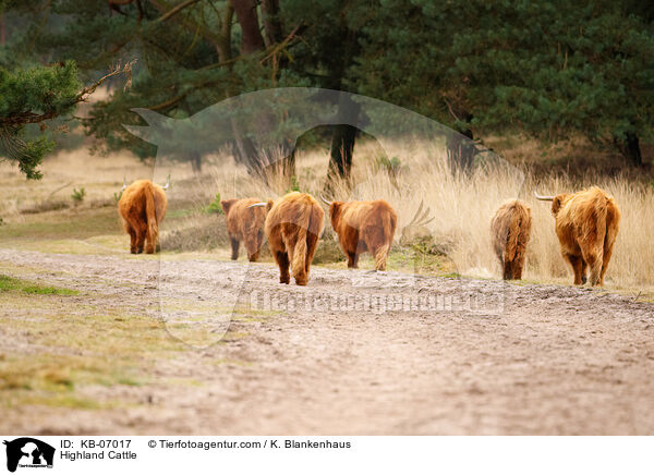 Schottische Hochlandrinder / Highland Cattle / KB-07017