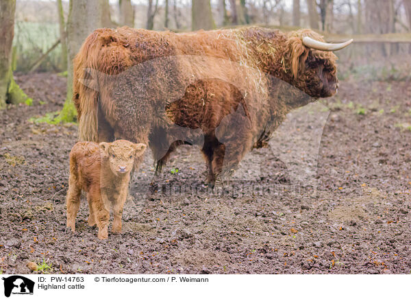 Hochlandrinder / Highland cattle / PW-14763