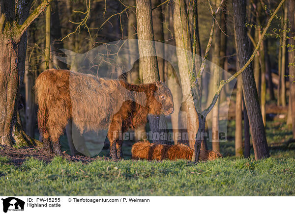 Hochlandrinder / Highland cattle / PW-15255