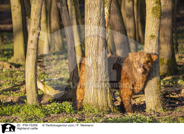 Hochlandrind / Highland cattle / PW-15266