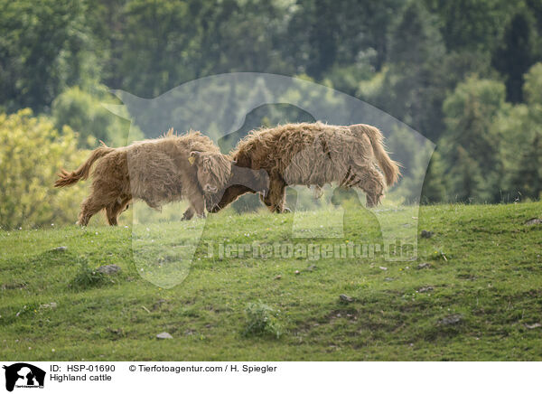 Hochlandrinder / Highland cattle / HSP-01690