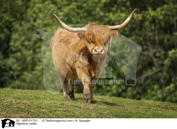 Hochlandrind / Highland cattle / HSP-01701