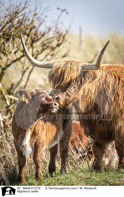 Hochlandrinder / Highland cattle / MAW-01279