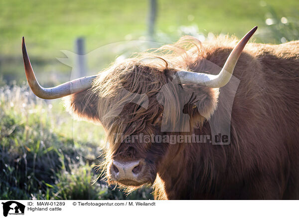 Hochlandrind / Highland cattle / MAW-01289