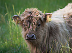 Highland cattle