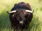 Highland cattle