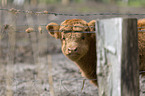 Highland cattle