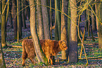 Highland Cattle