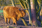 Highland Cattle