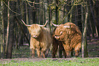 Highland Cattle