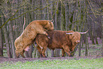 Highland Cattle