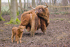 Highland cattle