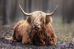 Highland cattle