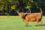 Highland cattle