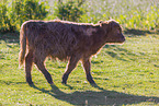 Highland cattle