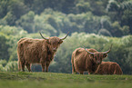 Highland cattle