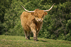 Highland cattle